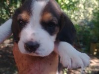 Saf kan beagle yavrularım