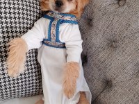 Baba pekinez anne terrier kızımız 4 aylık