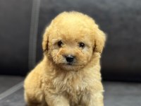 Maltipoo erkek yavru üç aylık