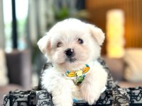 Korea maltese terrier cep boy