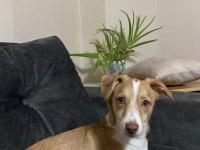 Terrier kızıma ömürlük yuva arıyorum