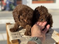 Petmode köpek çiftliğinden tea cup kore poodle 