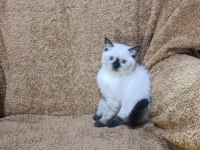 British shorthair çikolata point kızımız