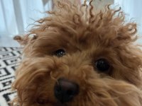 Sevgi ile bakılan toy ve teacup (bardak) boy poodle yavru