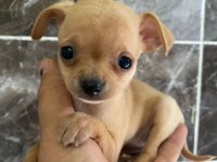 Chihuahua sevgililer gününe özel kampanya
