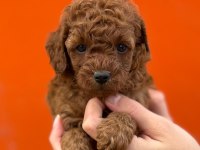 Çıtır poodle kurabiyelerim yeni yuvasını arıyor