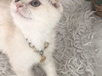 Scottish Fold Krem Gold Oğlumuz