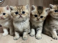 Safkan british golden tabby erkek sevgiyle büyüdüler