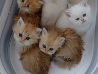 British Longhair Ve Shorthair
