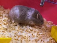 Uyguna Hamster