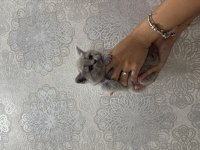 Scottish fold cinammon yavrular