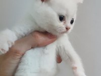Farklı cins kediler vardır