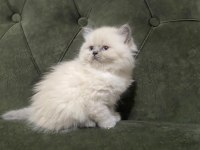 Dişi ve erkek british longhair bebekler
