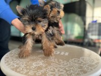 Show kalite tea cup yorkshire terrier yavrularımız