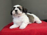 Shih-Tzu (Şitsu) yavrularımız yeni ailesini bekliyor