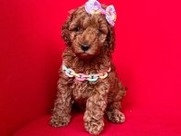Sevimli Toy Poodle Yavrularımız