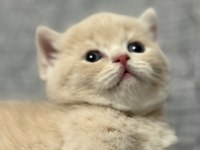Lilac-Golden-Blue-Golden Tabby Munchkin Kedileri Özel