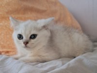 British Shorthair Silver Erkek Kedim