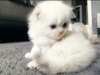 scottish straight erkek yavru kedi