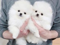 Dişi ve erkek pomeranian boo yavrularımız