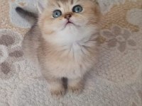 2 aylık golden ny11 british shorthair yavruları