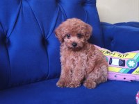 Toy Poodle Erkek Güzeli