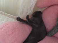 Scottish fold 2 yaşında