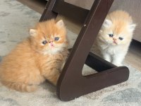 IRK GARANTİLİ İRAN KEDİSİ YAVRULAR
