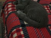 British shorthair 6 aylık dişi