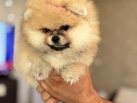 BAL GİBİ DIŞI POMERANİAN BOO