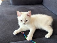 2 aylık british shorthair