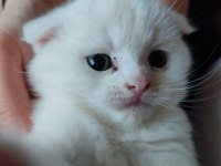 Beyaz bebiş british shorthair