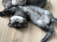 Tüm eğitimleri tam olan scottish fold