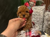Toy poodle aşıları tam