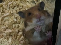 Suriye Hamsteri