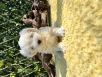 Güzeller Güzeli Maltese Terrier Yavrular