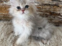 British longhair kedimiz