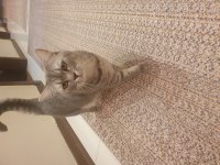British shorthair 2 yaşında çipi var