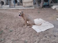 O bir alan koruma uzmanı cane corso