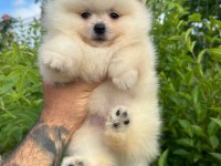 Pomeranian boo