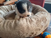 Border collie bebekler için acele edin