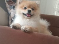 Ukrayna Safkan Pomeranian