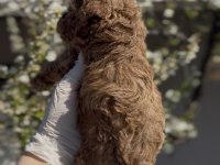 Original toy boy Maltipoo yavruları