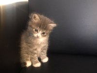 Sağlık ve ırk garantili yavru kediler