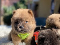TOSUNCUK DİŞİ ERKEK CHOW CHOW YAVRULAR