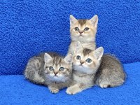 BLACK GOLDEN GOLDEN TABY GÜZELLİKLER