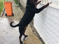 Daha iyisi yok a secereli uygun rottweiler