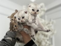 Kedimiz yuva arıyor 1 aylık scottish fold