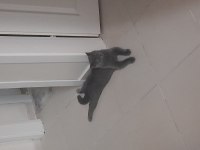 Oyuncu british shorthair