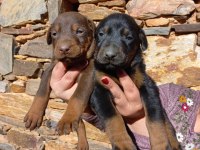 A kalite doberman bebekler